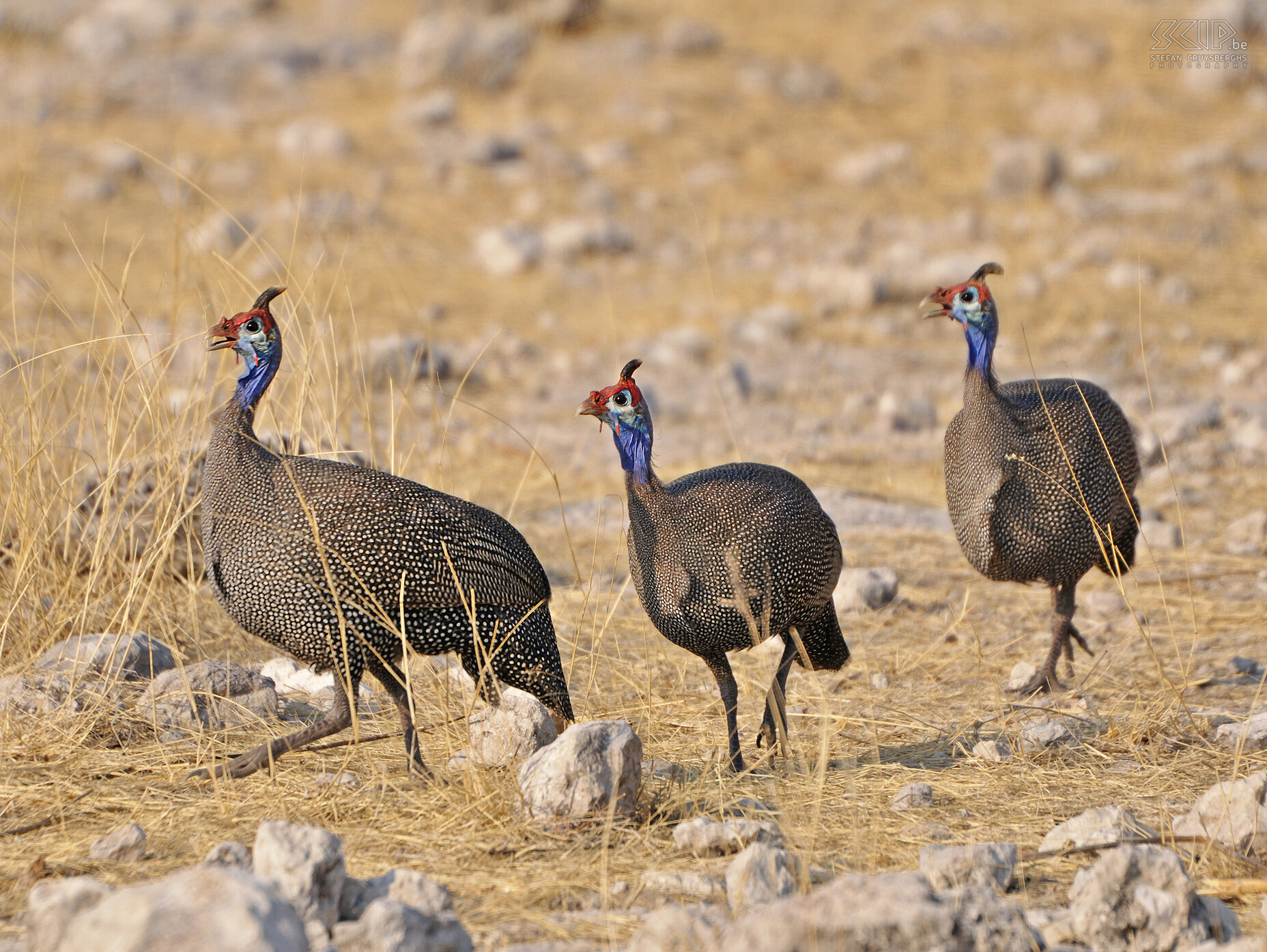 Etosha - Goas - Helmparelhoen (Helmeted Guineafowl/Numida meleagris)<br />
 Stefan Cruysberghs